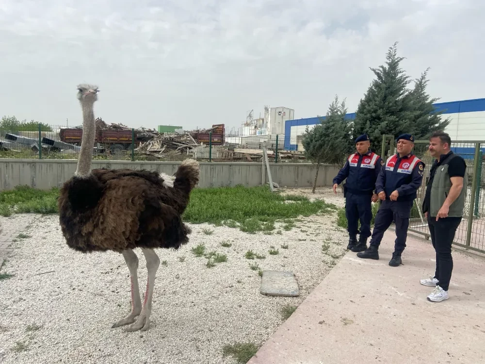   Aksaray’da Yasak Olan Deve Kuşu ve Angut Kuşu Yakalandı