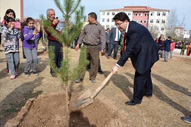 Aksaraylı Şehitlerin Adına Çam Fidanı Dikildi