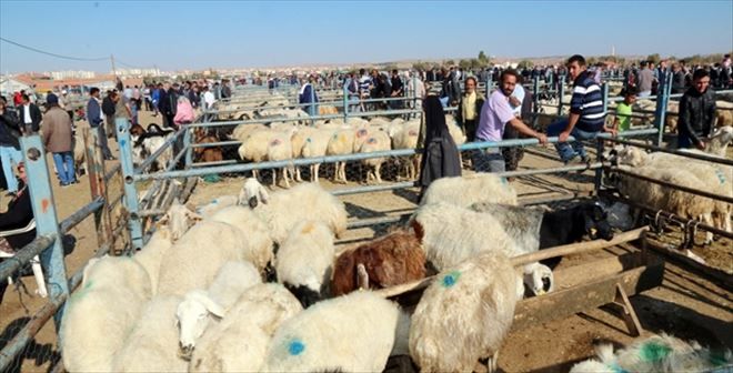 Aksaray Belediyesi Kurban Bayramına Hazır