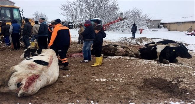 Çatısı kar ağırlığına dayanamayan 2 mandıra çöktü