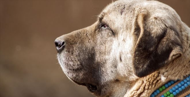 Aksaray Malaklı Köpeğim Eskişehir de yarışıyor 