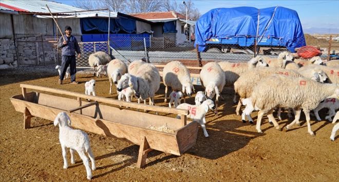 Çobanların Kız Alamama İsyanı , Çobanlara Kız Verilmiyor