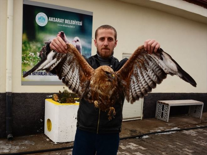 Yaralı Şahin´e Aksaray Belediyesi Sahip Çıktı