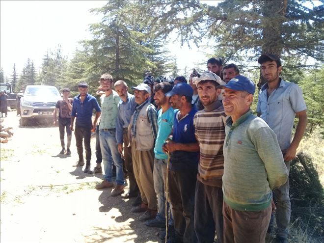 Ormanlarda bakım çalışması sürüyor