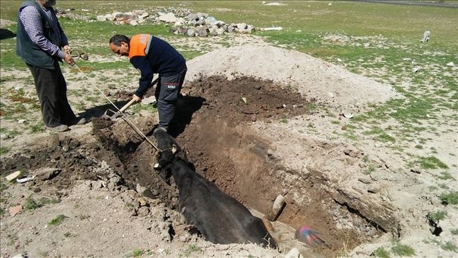 Fosseptik çukuruna düşen inek AFAD tarafından kurtarıldı