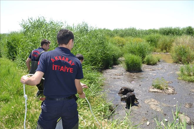 Aksaray´da sazlığa düşen 6 inek kurtarıldı