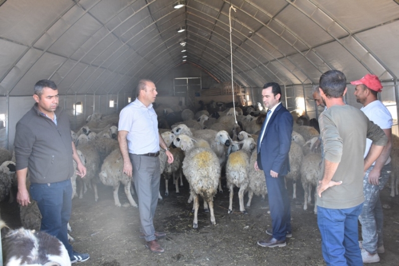 Aksaray Tarım ve Orman Müdürü Bülent Saklav  ağılları inceledi