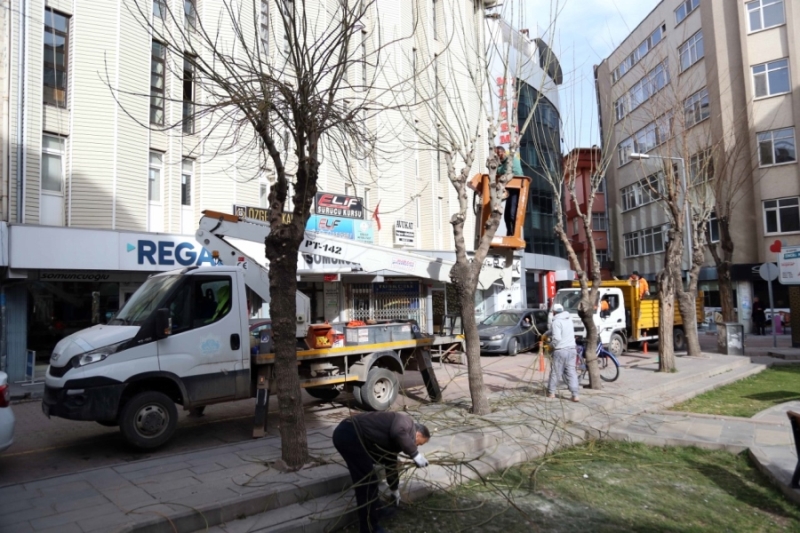 Havaların Isınmasıyla Şehir Merkezindeki Ağaçlar Budanıyor 