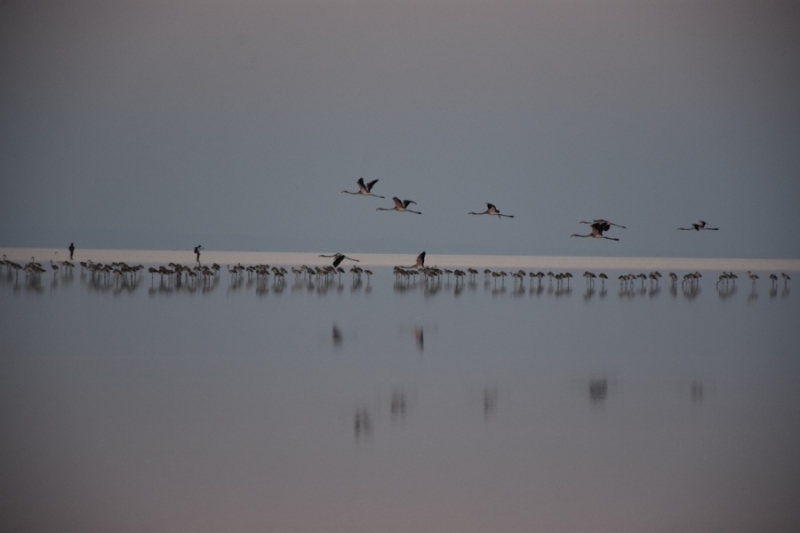 Tuz Gölü’nde yüzlerce flamingonun esrarengiz ölümü dikkat çekiyor