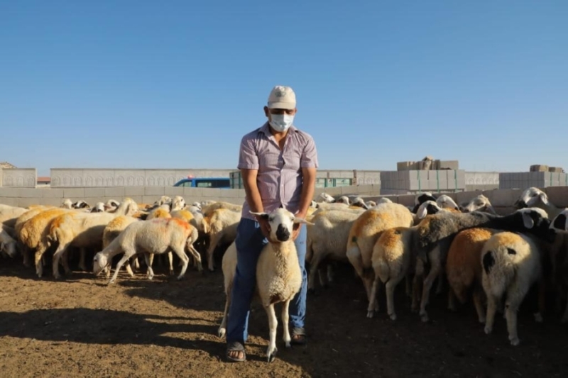 Koyunları telef olan çiftçiye 100 koyun hediye edildi