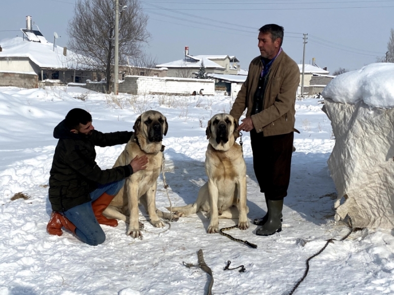 Aksaray Malaklı köpeklerinin soğuk hava şartlarından etkilenmemeleri için özen gösteriliyor 