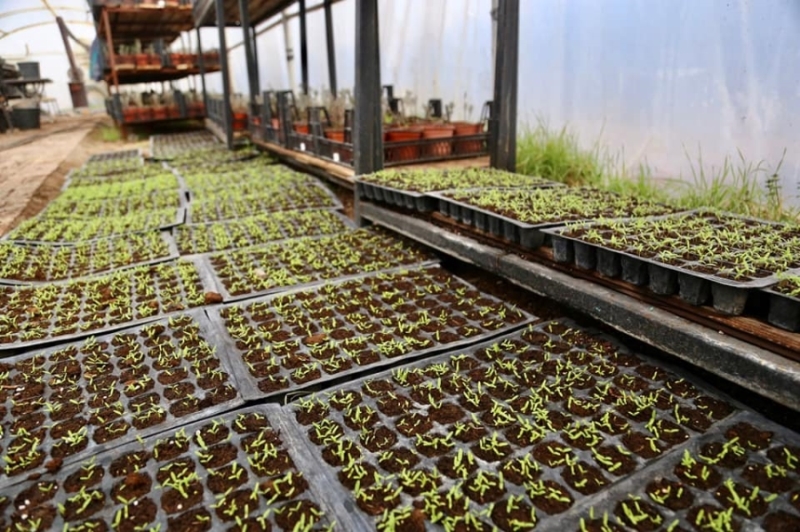 Aksaray Belediyesi Peyzaj Alanlarında Kullandığı Bitkileri Kendisi Üretiyor