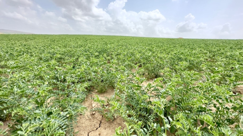 Aksaray Belediyesi tarafından ekilen nohut tarlaları yeşile büründü