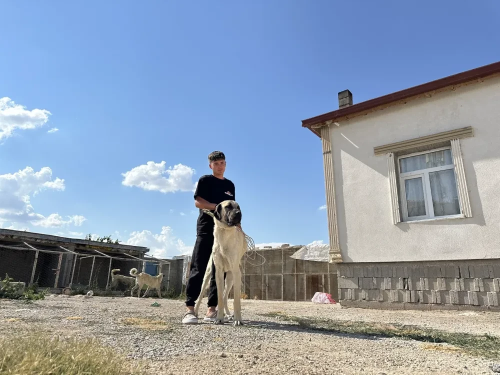 Aksaraylı Naim Dağlı Yılda 130 Malaklı Köpeği Yavrusu yetiştiriyor 