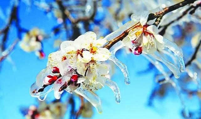 Meteoroloji Zirai Don İçin Uyardı