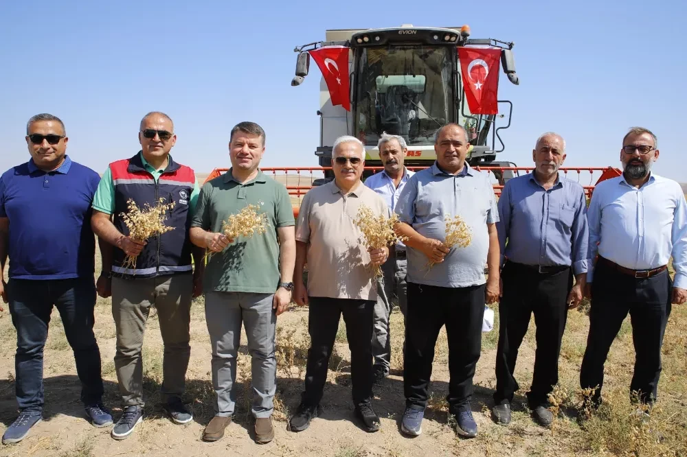 Aksaray Belediyesi Geleneksel Nohut Hasadı Programı Düzenledi 